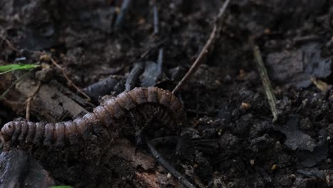 Moving-towards-the-left-to-go-out-of-the-frame,-Millipede,-Orthomorpha,-Thailand
