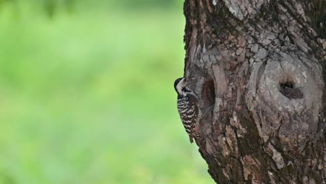 Going-down-to-its-nestling-with-a-grub-then-delivers-as-the-baby-bird-comes-out-after-the-meal-and-said-thank-you-to-its-mom,-Speckle-breasted-Woodpecker-Dendropicos-poecilolaemus,-Thailand