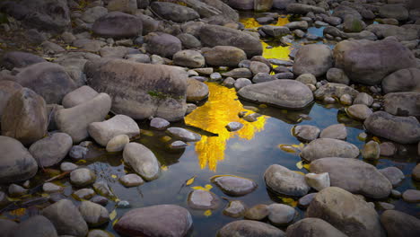 Stones-On-Riverbed-With-Autumn-Tree-Reflection
