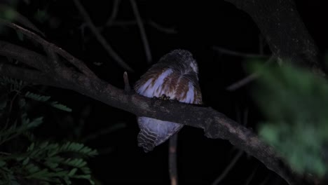 Twisting-its-head-to-the-back-then-suddenly-turns-to-face-forward-attracted-to-a-sound-in-which-it-must-have-thought-to-be-a-prey,-Asian-Barred-Owlet-Glaucidium-cuculoides,-Thailand