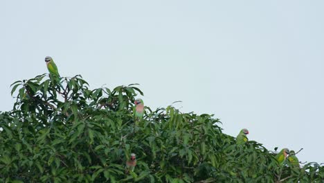 Die-Kamera-Zoomt-Heraus-Und-Zeigt-Einen-Schwarm-Auf-Der-Spitze-Eines-Mangobaums,-Während-Die-Kamera-Auf-Ein-Individuum-Auf-Der-Linken-Seite-Fokussiert:-Den-Rothalssittich-Psittacula-Alexandri,-Thailand