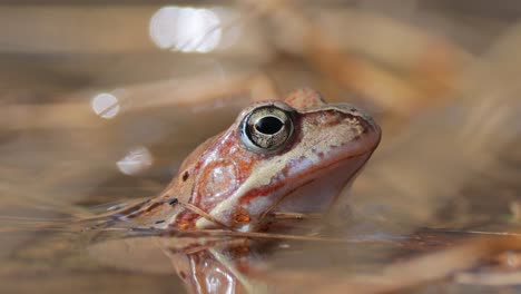 Brown-frog-(Rana-temporaria)-close-up-in-a-pond.