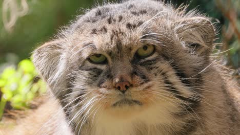 Pallas's-cat-(Otocolobus-manul),-also-known-as-the-manul,-is-a-small-wild-cat-with-long-and-dense-light-grey-fur,-and-rounded-ears-set-low-on-the-sides-of-the-head.