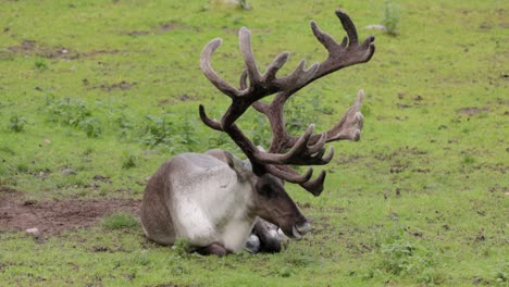 Reindeer-(Rangifer-tarandus)-on-the-green-grassland.