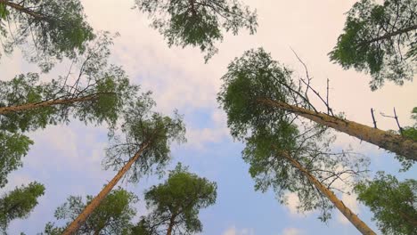Bottom-view-of-pine-trees-swaying-in-a-strong-wind.