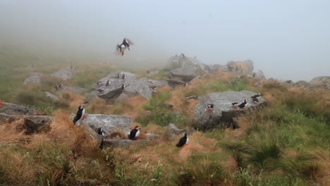 Papageitaucher-(Fratercula-Arctica),-Auf-Dem-Felsen-Auf-Der-Insel-Runde-(Norwegen).