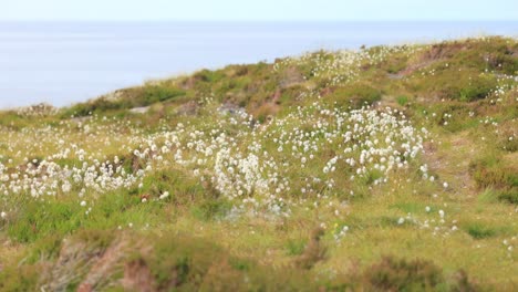 Wunderschöne-Weiße-Samenköpfe-Von-Hasenschwanz-Wollgras-(Eriophorum-Vaginatum)-An-Einem-Sommertag-In-Der-Norwegischen-Natur.
