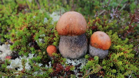 Wunderschöner-Boletus-Edulis-Pilz-Im-Arktischen-Tundra-Moos.-Weißer-Pilz-In-Wunderschöner-Natur-Norwegens-Naturlandschaft.-Pilzsaison.