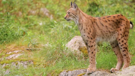 El-Lince-Euroasiático-(lynx-Lynx)-En-El-Bosque.