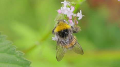 Bumblebee-collects-flower-nectar-at-sunny-day.-Bumble-bee-in-macro-shot-in-slow-motion.