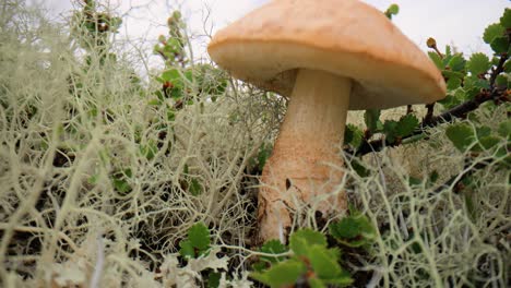 Beautiful-boletus-edulis-mushroom-in-arctic-tundra-moss.-White-mushroom-in-Beautiful-Nature-Norway-natural-landscape.-Mushrooms-season.