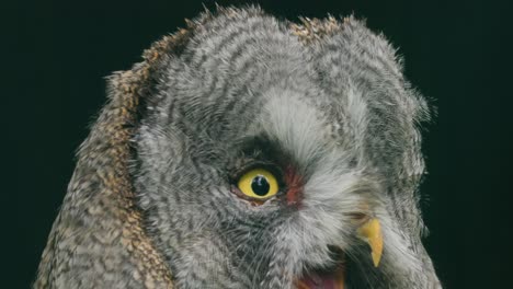 Great-grey-owl-(Strix-nebulosa)-close-up.