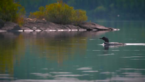 Loon-Bird-Swimming-In-Pristine-Lake-Quetico-In-The-Boundary-Waters-Bwca-Wilderness-4K-Nature