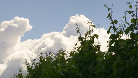 Grapevines-on-large-wine-farm