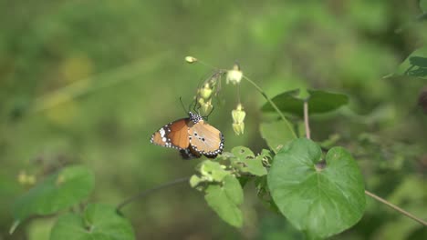 Schmetterling-Sammelt-Honig-Von-Blumen