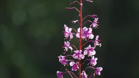 Pink-Fireweed-flowers-backlit-by-the-morning-sun-on-the-dark-background