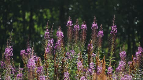 Colorful-pink-fireweed-flowers-on-long-stems