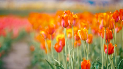 Holland-Tulips-Flowers-Festival-Springtime-Authentic-Traditional-Dutch-Culture-4K