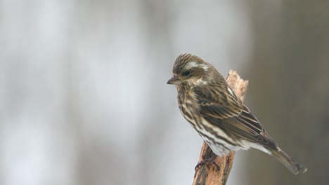 House-Finch-Female-On-A-Snowy-Day-Bird-Animal