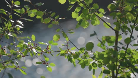Leuchtend-Grüne-Blätter-An-Den-Dünnen-Zweigen