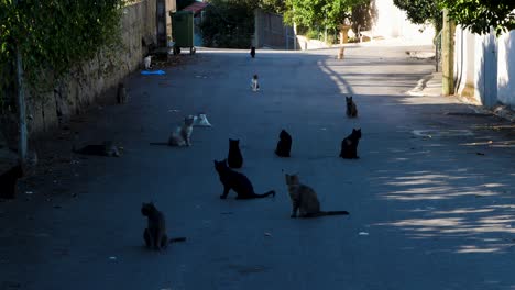 Colony-of-Stray-Cats-in-Toen,-Ourense,-Spain