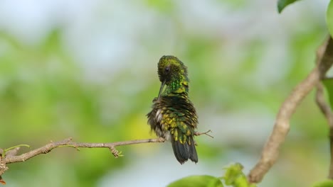 Blue-tailed-Emerald-hummingbird-rear-view-puffing-and-preening-on-branch