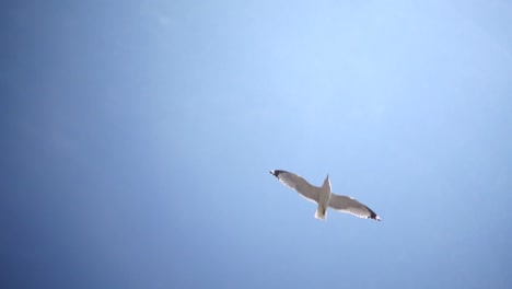 Slow-Mo-Seagull-Flying-Overhead-Clouds-And-Blue-Sky