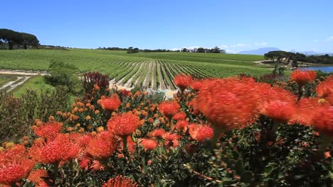 Protea's-in-foreground-with-vineyard-in-background