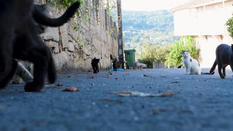 Gatos-Callejeros-Vagando-Por-Las-Calles-De-Toén,-Ourense,-España