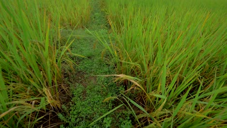 Gimbal-Rice-Paddy-Asian-Diet-Rice-Harvest-Asia-Palm-Trees-Farmers-Fields-Thailand-Cambodia-Vietnam-Myanmar-Nepal-Mountians-Hut-Backcountry-Country-Primitive-4K