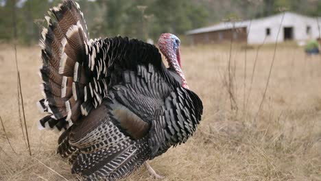 Feiertag-Thanksgiving-Essen-Jagd-Natur-Tiere