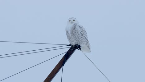 Snowy-Owl-Hunting-Winter-Wildlife-Birds-Northern-Snowstorm-4K-Nature