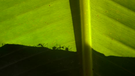 Blattschneiderameisen-Silhouette,-Die-Auf-Einem-Blatt-Kriecht-4k-Dschungel-Tropen-Tiere-Natur