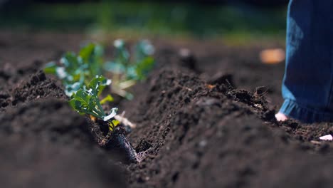 Plantar-Plantas-Jardinero-Pies-Descalzos-Agricultura-Primavera-Producir-4k-Naturaleza-Jardín-Jardinería