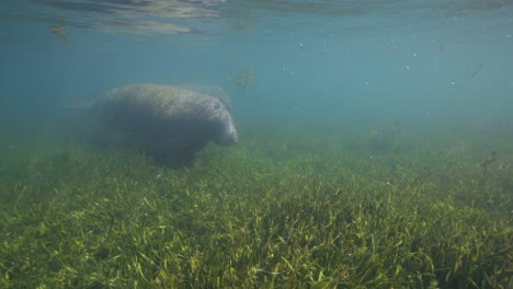 Manatee-swim-past-along-green-seaweed-bottom