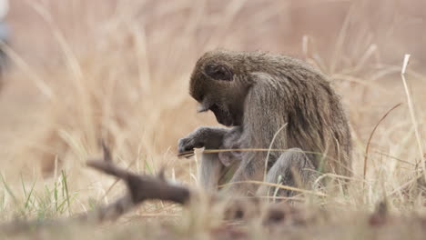 Affenmutter-Mit-Stillendem-Säugling-Sitzt-Auf-Der-Grasbewachsenen-Savanne-In-Afrika