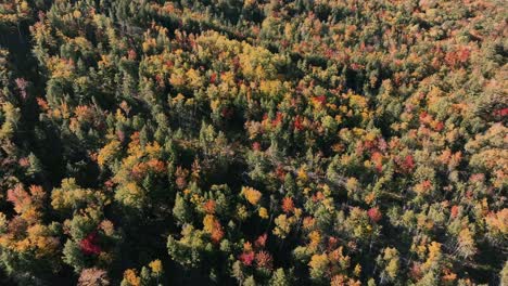 An-Einem-Sonnigen-Tag-über-Die-Bäume-Im-Wald-Mit-Herbstfarben-Fliegen