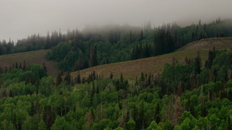 Der-Wald-Ist-In-Einen-Mystischen-Nebelmantel-Gehüllt---Zeitraffer