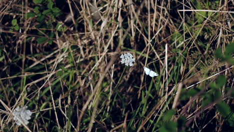 Der-Anmutige-Tanz-Eines-Weißen-Schmetterlings-Um-Eine-Einzelne-Blume