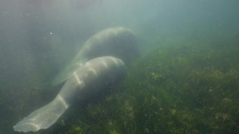 Underwater-Manatee-and-baby-calf-swimming-along-seaweed-bottom