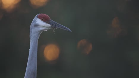 Sandhill-crane-head-turn-closeup-at-dusk