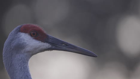 Sandhill-crane-closeup-headshot-head-turn-with-eyes