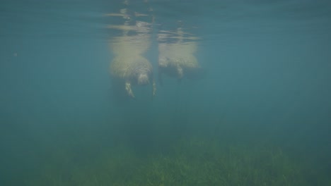 Two-manatees-floating-on-water-surface