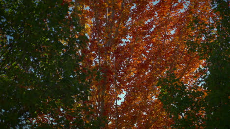 Dichtes-Baumlaub-Im-Herbst-An-Einem-Windigen-Morgen