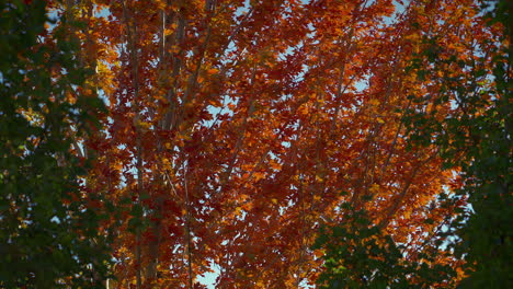 Tagsüber-Weht-Der-Wind-über-Die-Bäume-Im-Herbst