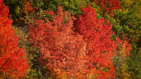 A-Scene-Featuring-Vibrant-Autumn-Leaves,-With-Bold-Red-Ones-Adding-a-Hint-of-Seasonal-Radiance---Slow-Motion
