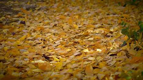 Gelbe-Herbstblätter,-Die-Vom-Wind-Im-Wald-Verweht-Werden