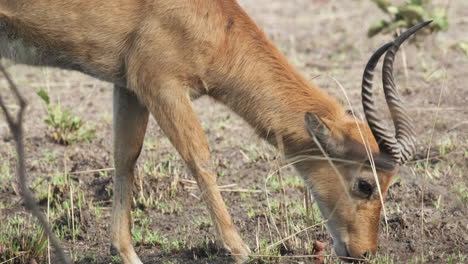 Nahaufnahme-Einer-Roten-Lechwe-Antilope,-Die-Sich-In-Der-Afrikanischen-Savanne-Ernährt