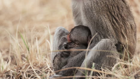 Monkey-Infant-Sucking-Milk-To-Its-Mother