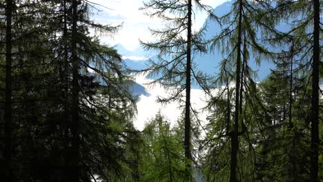 Atemberaubender-Überblick-über-Lärchen-Nadelbäume-Mit-Nebel,-Der-Die-Berglandschaft-Bedeckt,-Dolomiten,-Italien